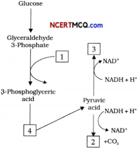 CBSE Sample Papers for Class 11 Biology Term 2 Set 4 for Practice ...