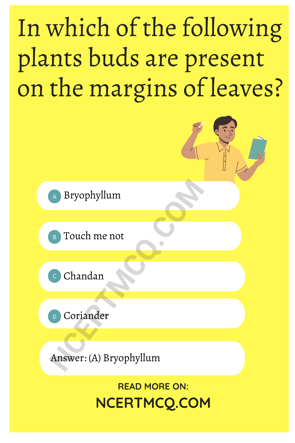 In which of the following plants buds are present on the margins of leaves?